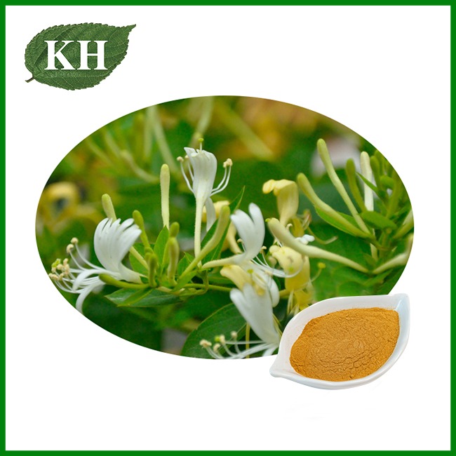 Honeysuckle Flower Extract Powder